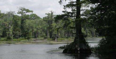 Wakulla Springs